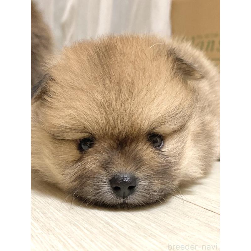 販売中の三重県のポメラニアン-425068の8枚目