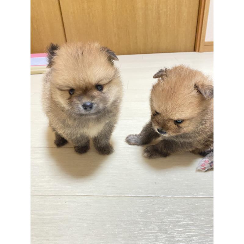 販売中の三重県のポメラニアン-425068の7枚目