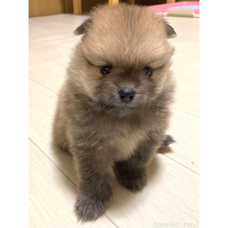 販売中の三重県のポメラニアン-425068の6枚目