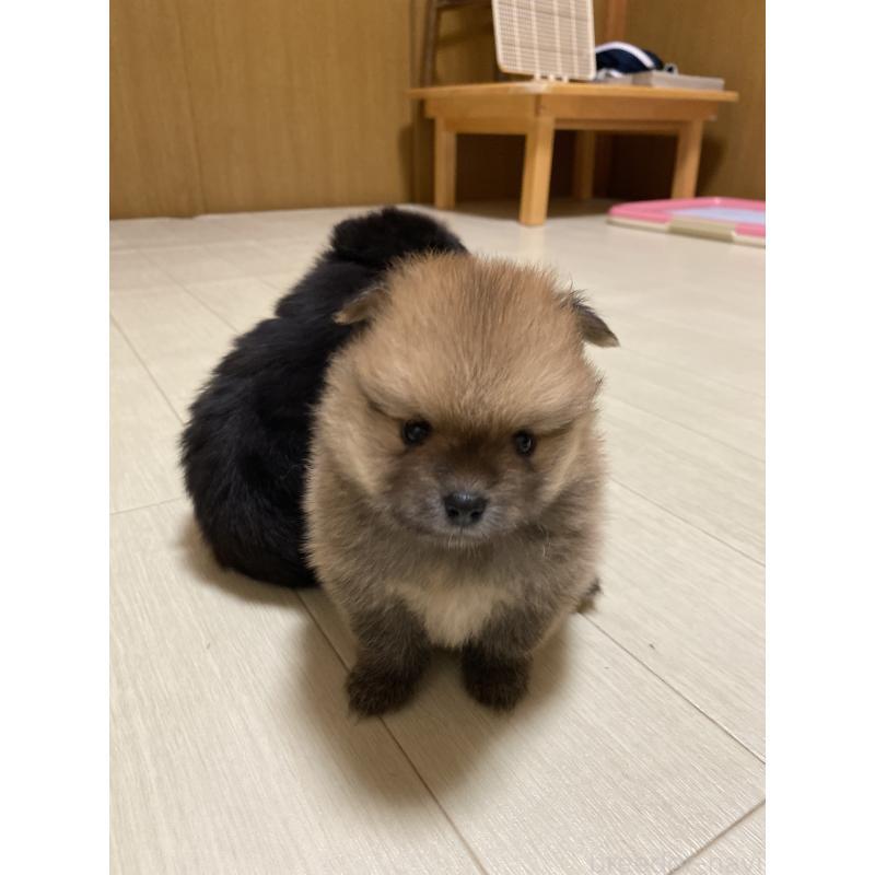 販売中の三重県のポメラニアン-425068の5枚目