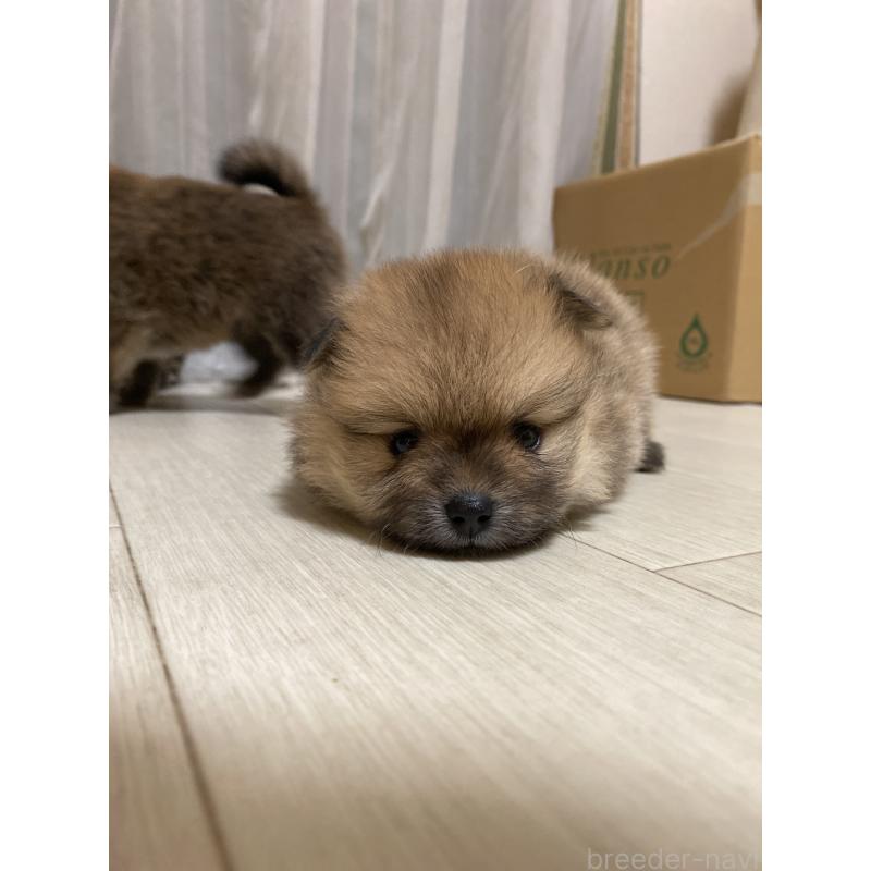 販売中の三重県のポメラニアン-425068の4枚目