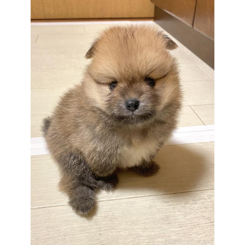 販売中の三重県のポメラニアン-425068の2枚目