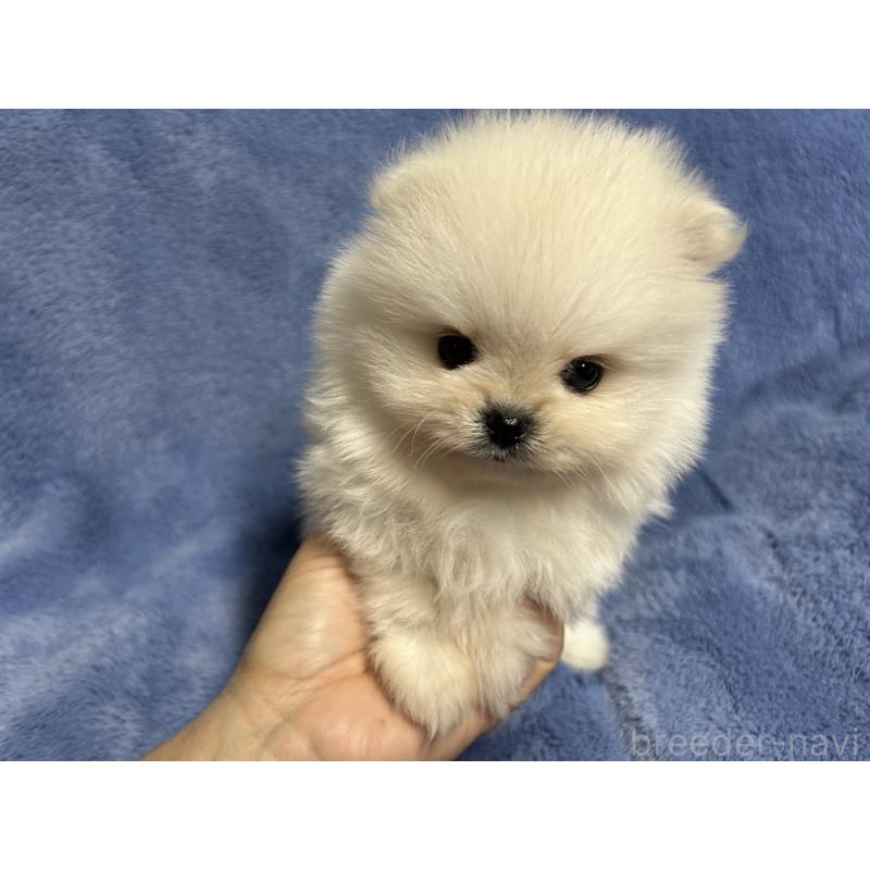 販売中の佐賀県のポメラニアン-425066の1枚目