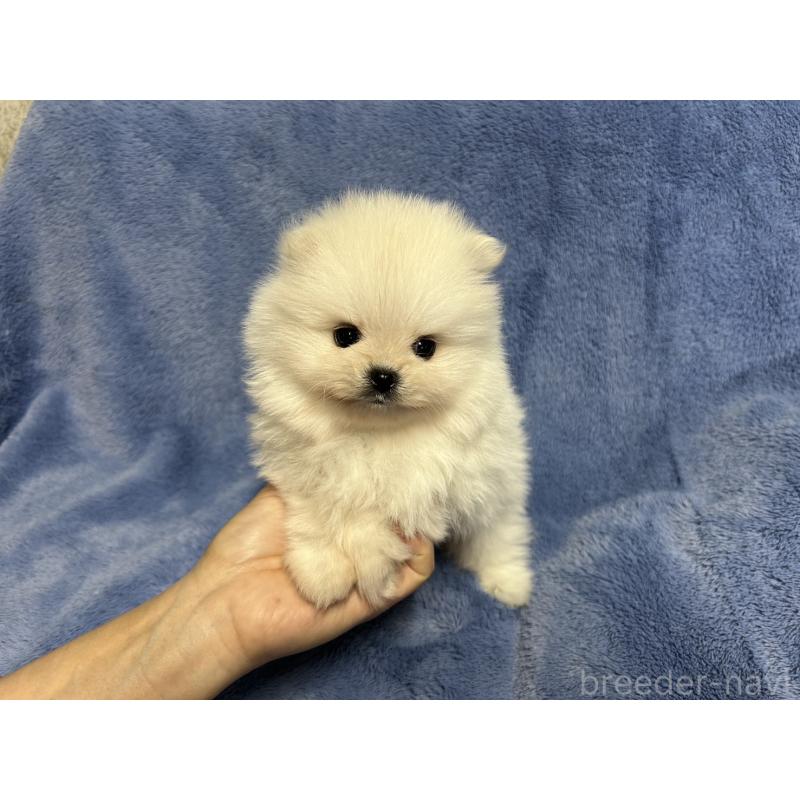 販売中の佐賀県のポメラニアン-425066の5枚目