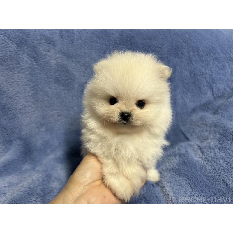 販売中の佐賀県のポメラニアン-425066の4枚目