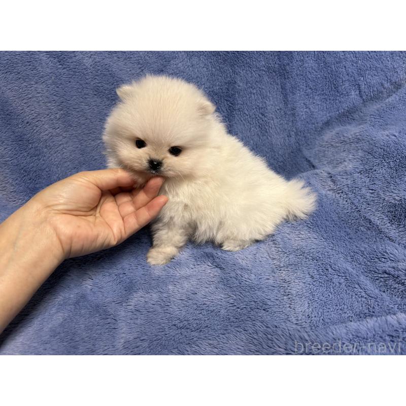 販売中の佐賀県のポメラニアン-425066の3枚目