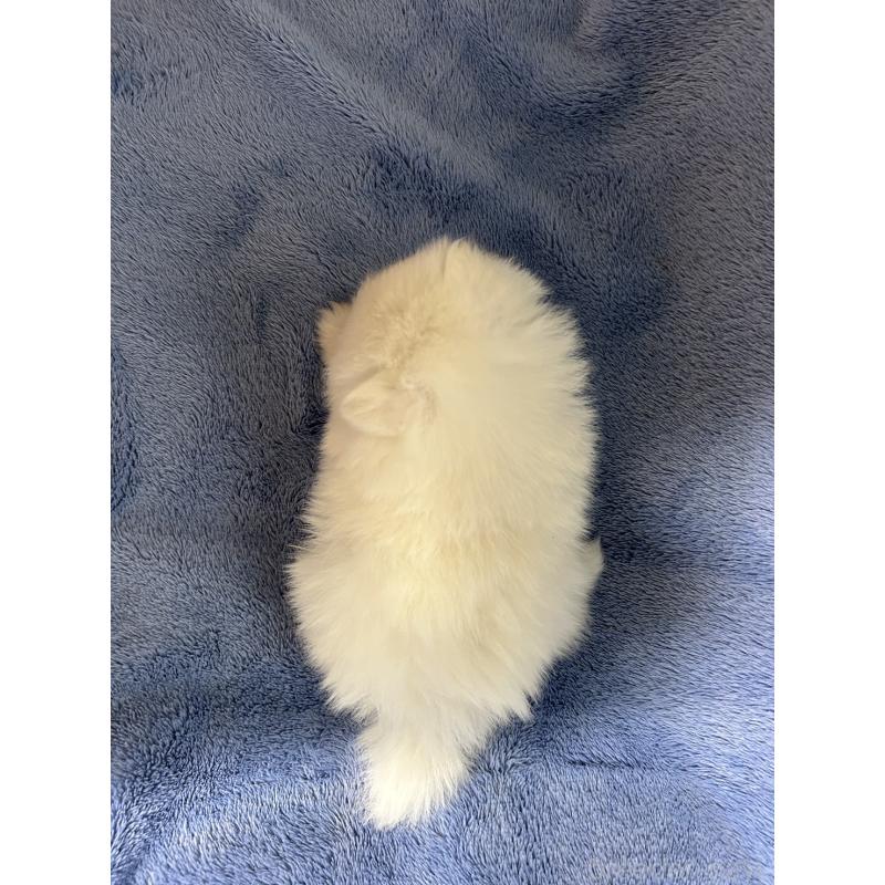 販売中の佐賀県のポメラニアン-425066の2枚目