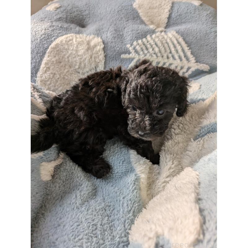 販売中の千葉県のビションプー:ビションフリーゼ×トイプードル-425070の3枚目