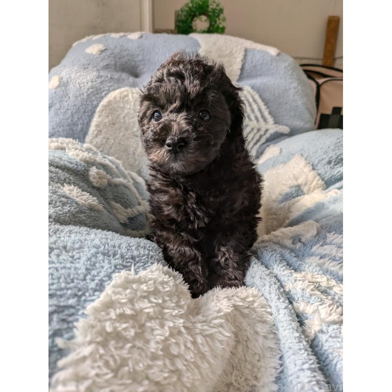 販売中の千葉県のビションプー:ビションフリーゼ×トイプードル-425070の2枚目