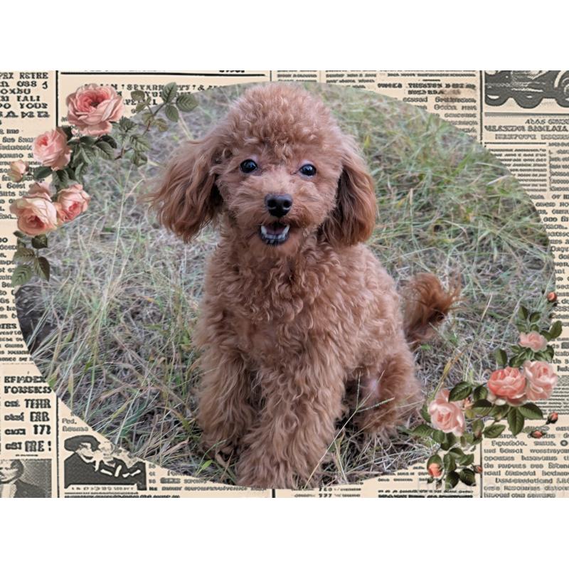 販売中の静岡県のタイニープードル-398373の1枚目