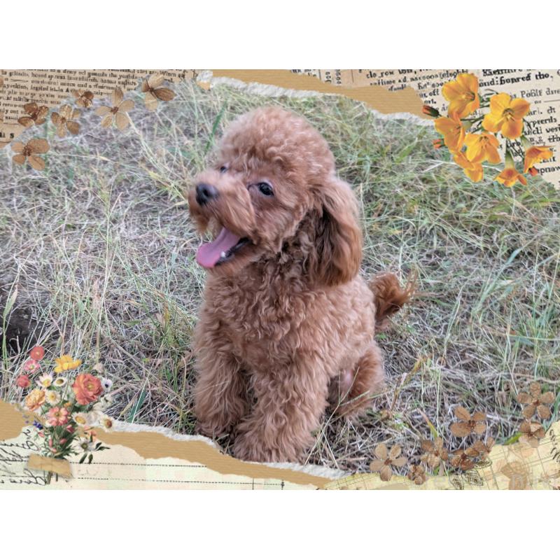 販売中の静岡県のタイニープードル-398373の3枚目