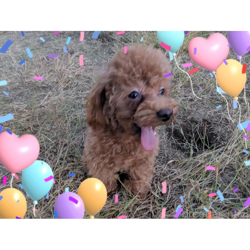 販売中の静岡県のタイニープードル-398373の2枚目