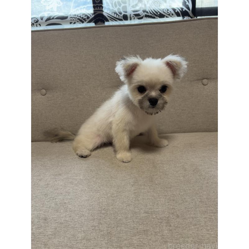 販売中の福岡県のポメマル:ポメラニアン×マルチーズ-405058の3枚目
