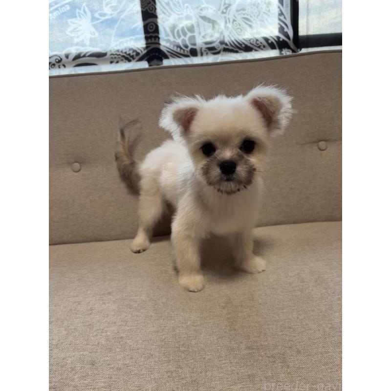 販売中の福岡県のポメマル:ポメラニアン×マルチーズ-405058の2枚目