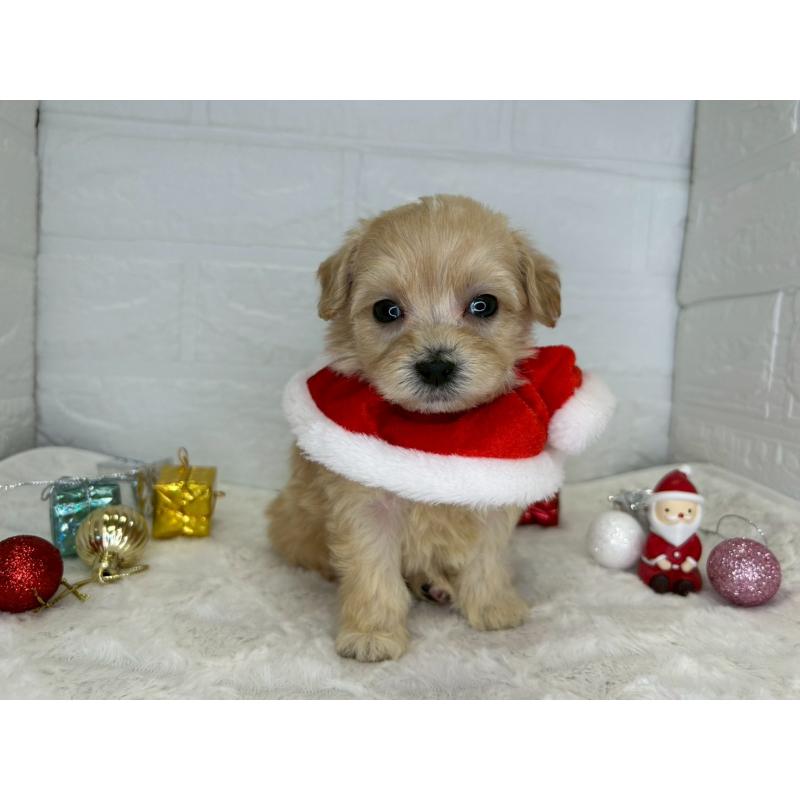 販売中の茨城県のマルプー:マルチーズ×トイプードル-425071の6枚目