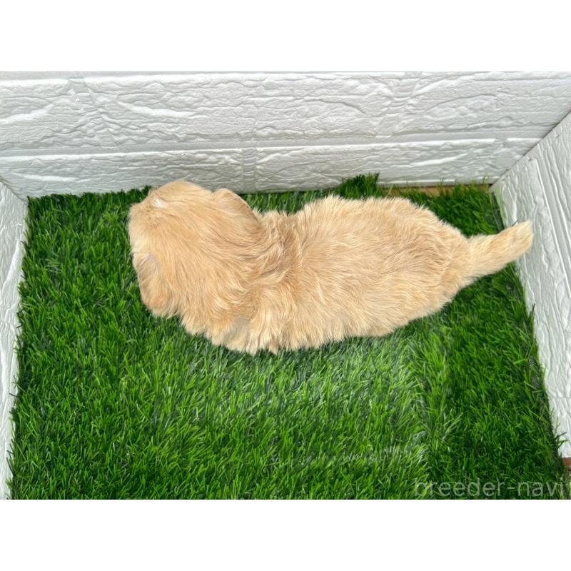 販売中の茨城県のマルプー:マルチーズ×トイプードル-425071の5枚目