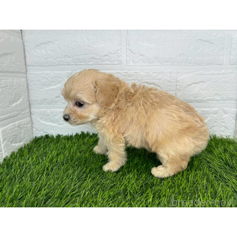 販売中の茨城県のマルプー:マルチーズ×トイプードル-425071の4枚目