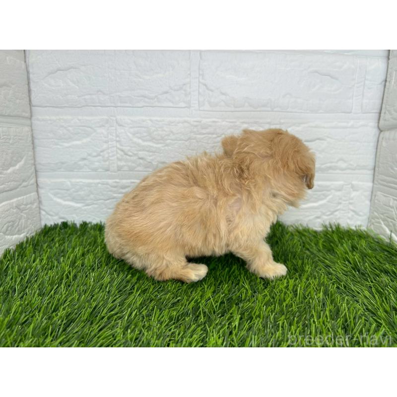 販売中の茨城県のマルプー:マルチーズ×トイプードル-425071の3枚目