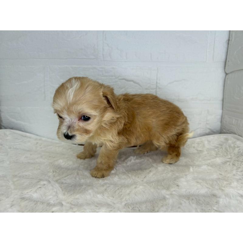 販売中の茨城県のマルプー:マルチーズ×トイプードル-425072の6枚目