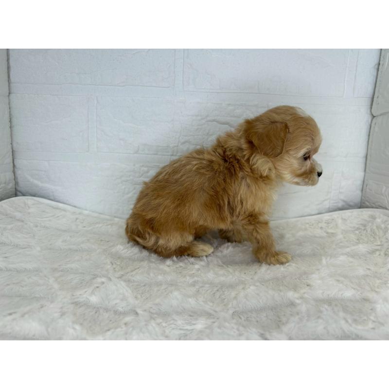 販売中の茨城県のマルプー:マルチーズ×トイプードル-425072の5枚目