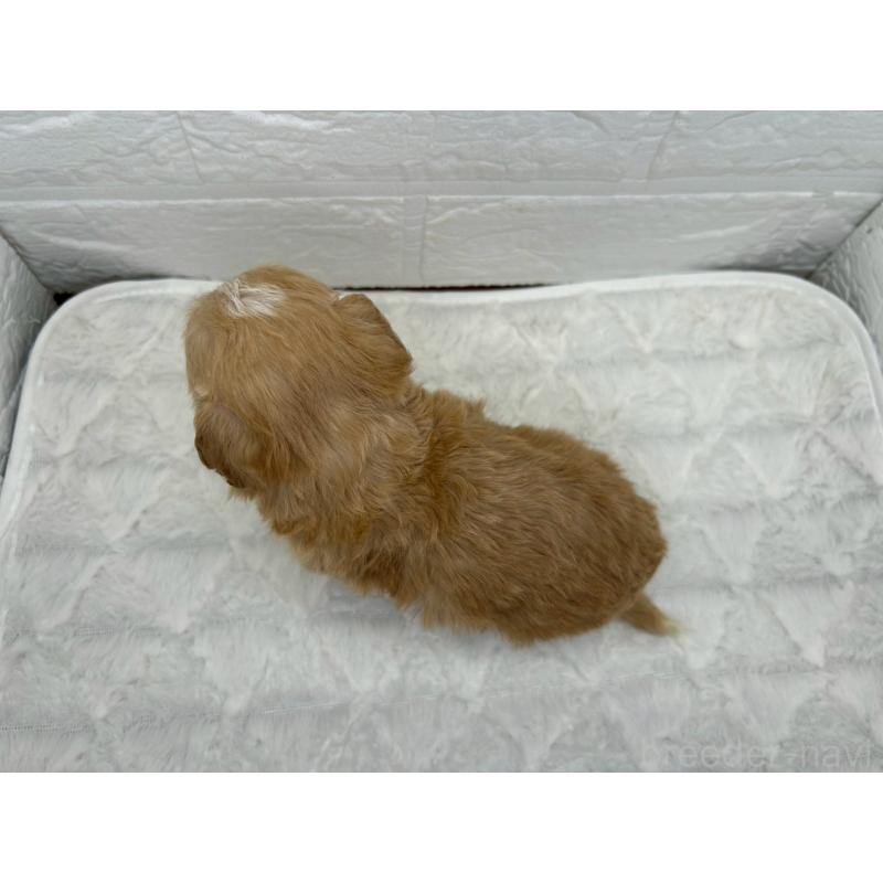 販売中の茨城県のマルプー:マルチーズ×トイプードル-425072の4枚目