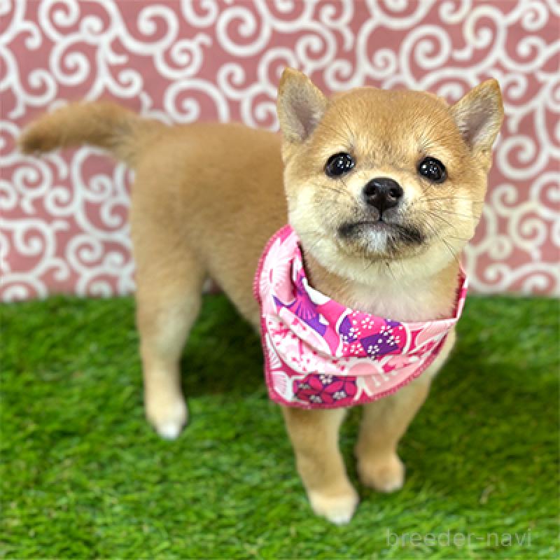 販売中の神奈川県の豆柴-425074の1枚目