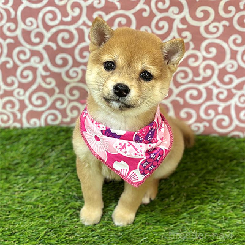 販売中の神奈川県の豆柴-425074の4枚目