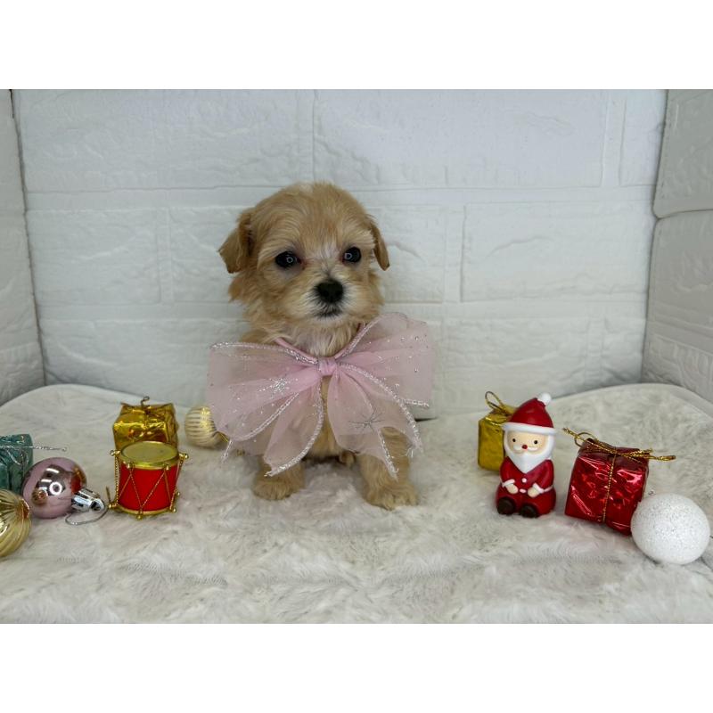 販売中の茨城県のマルプー:マルチーズ×トイプードル-425073の6枚目