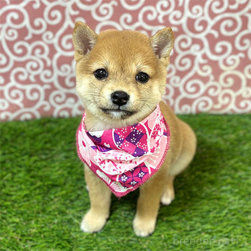 販売中の神奈川県の豆柴-425074の3枚目