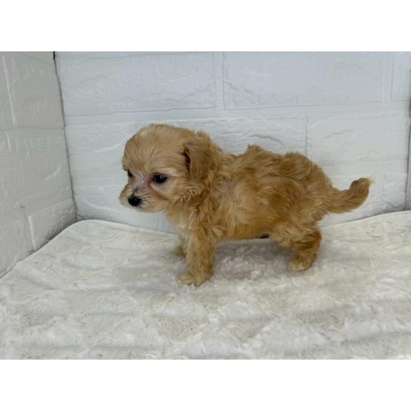 販売中の茨城県のマルプー:マルチーズ×トイプードル-425073の5枚目