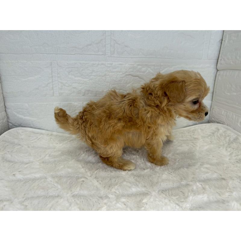 販売中の茨城県のマルプー:マルチーズ×トイプードル-425073の4枚目