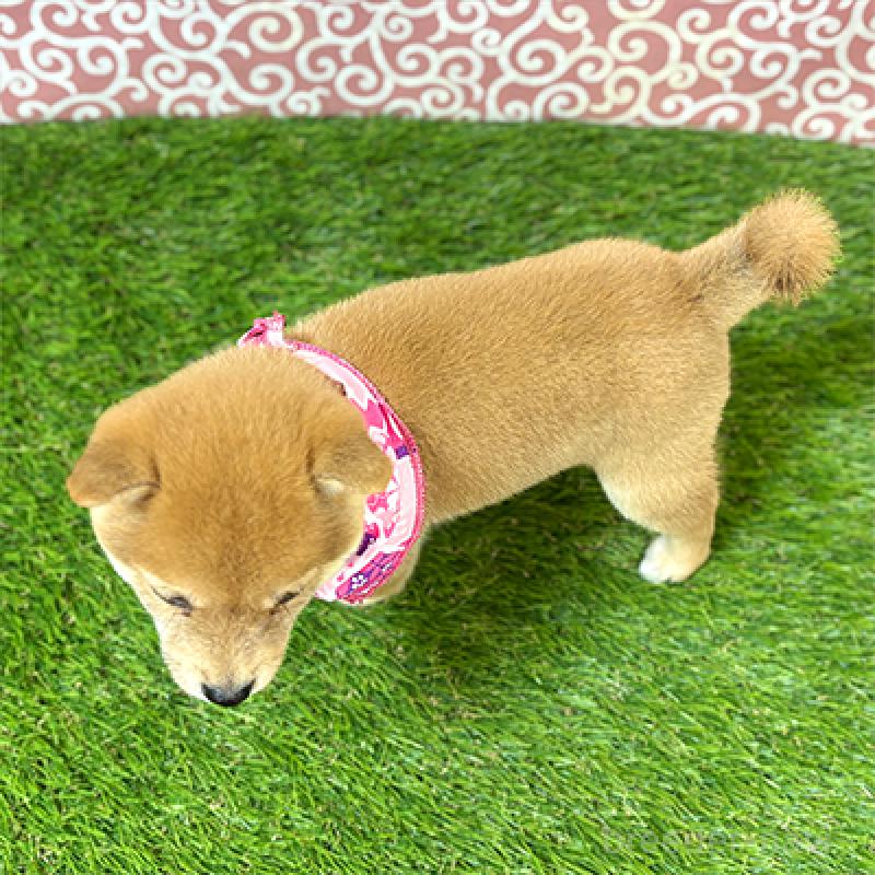 販売中の神奈川県の豆柴-425074の2枚目