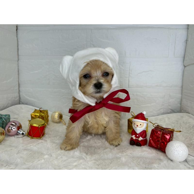 販売中の茨城県のマルプー:マルチーズ×トイプードル-425073の2枚目