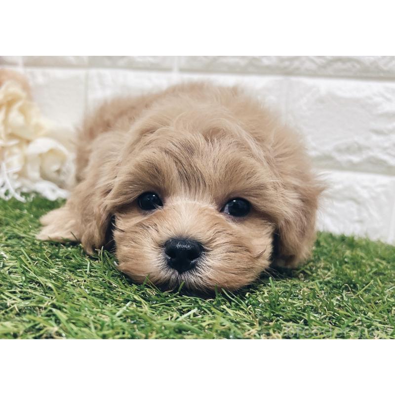 販売中の福岡県のマルプー:マルチーズ×トイプードル-416589の13枚目