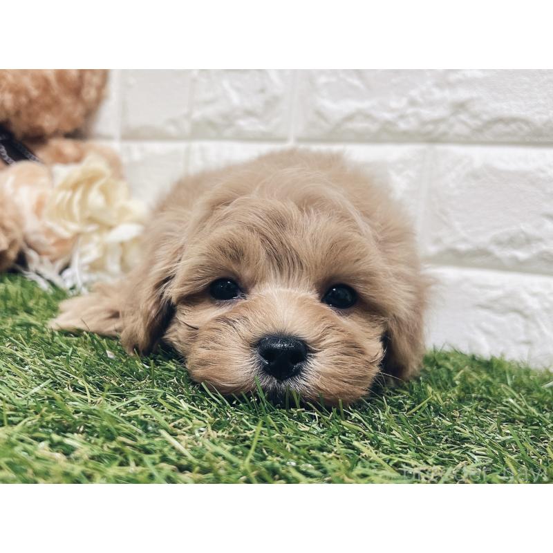 販売中の福岡県のマルプー:マルチーズ×トイプードル-416589の12枚目