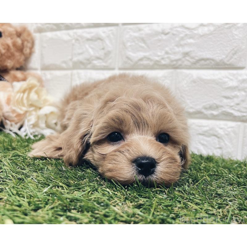 販売中の福岡県のマルプー:マルチーズ×トイプードル-416589の11枚目