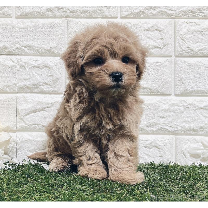 販売中の福岡県のマルプー:マルチーズ×トイプードル-416589の10枚目