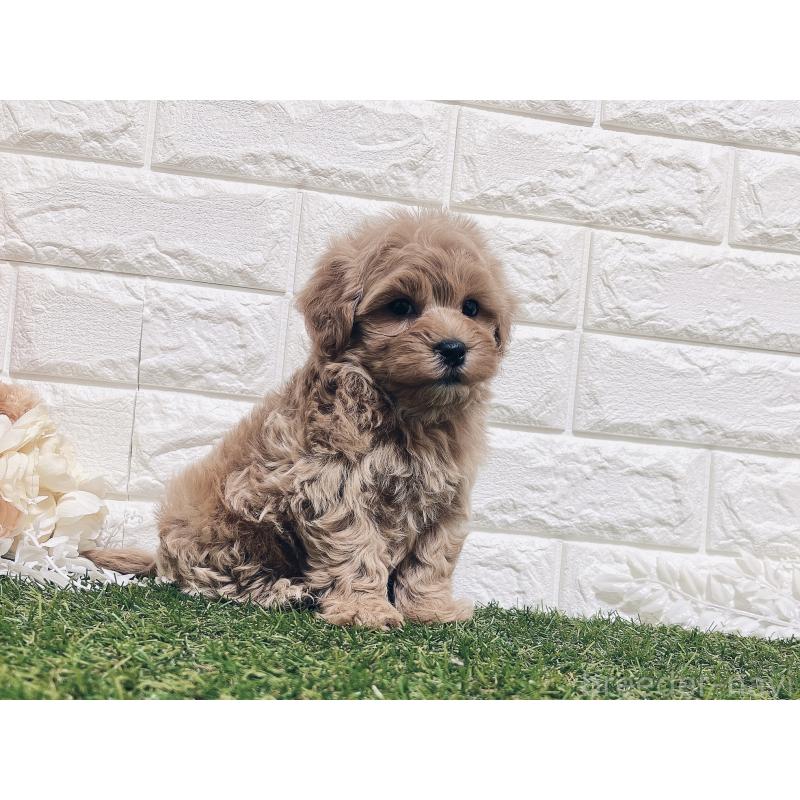 販売中の福岡県のマルプー:マルチーズ×トイプードル-416589の9枚目