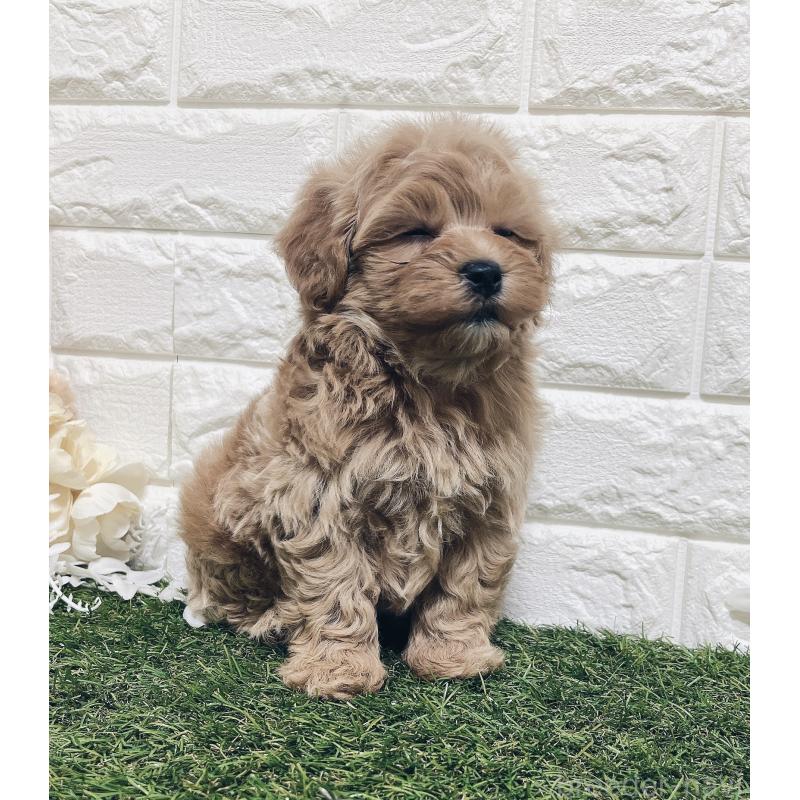 販売中の福岡県のマルプー:マルチーズ×トイプードル-416589の8枚目