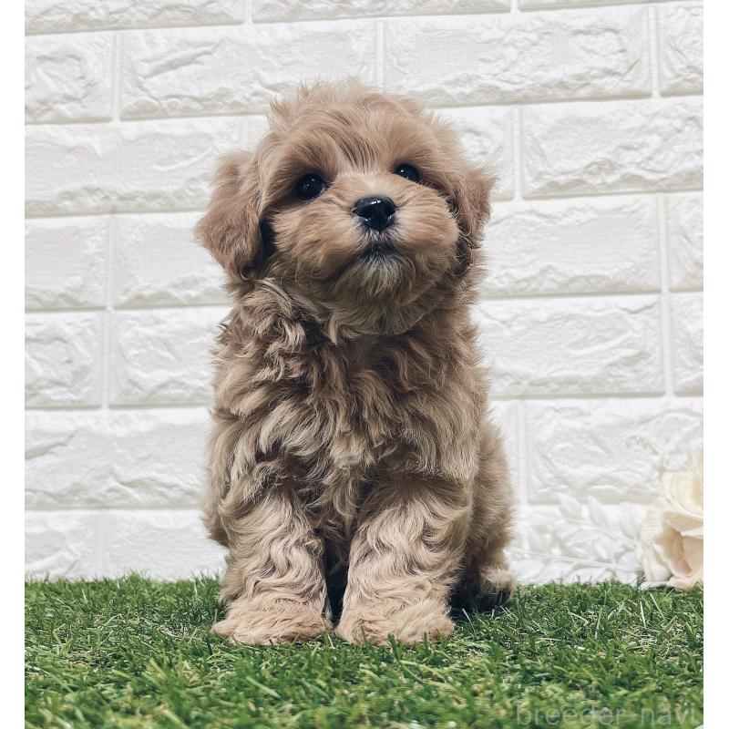 販売中の福岡県のマルプー:マルチーズ×トイプードル-416589の7枚目