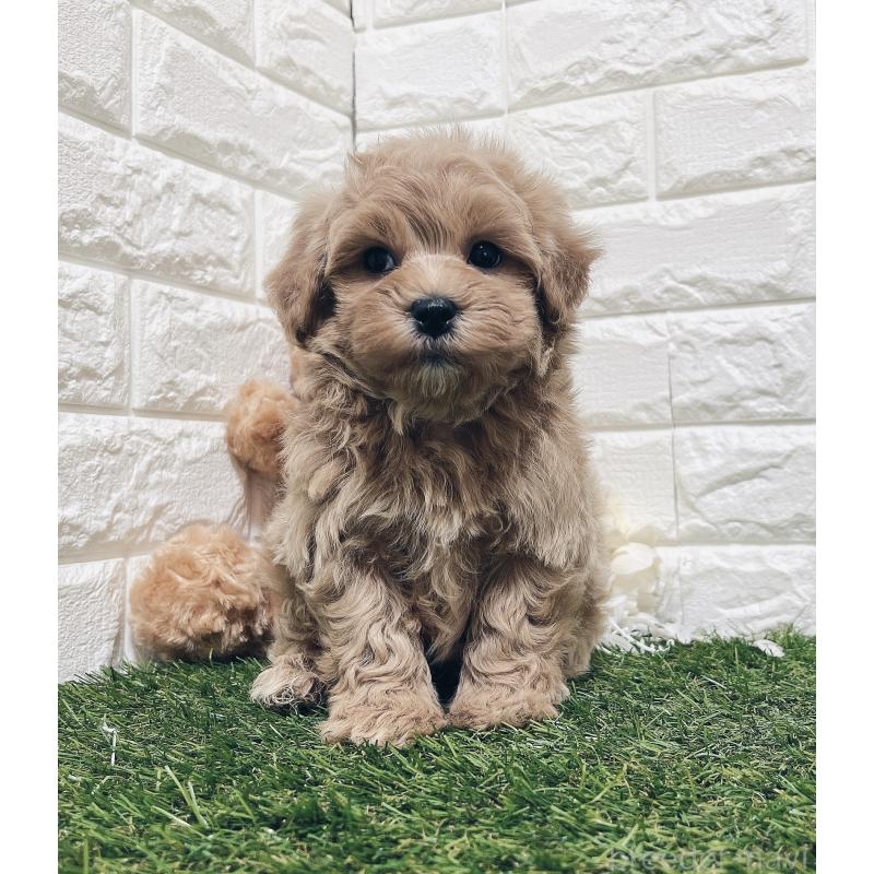 販売中の福岡県のマルプー:マルチーズ×トイプードル-416589の6枚目