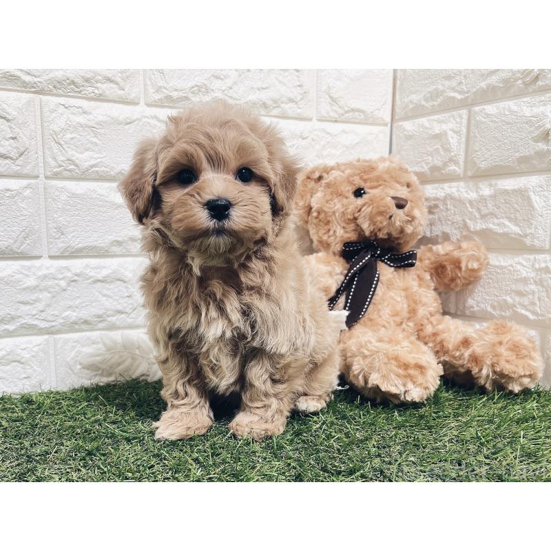 販売中の福岡県のマルプー:マルチーズ×トイプードル-416589の5枚目