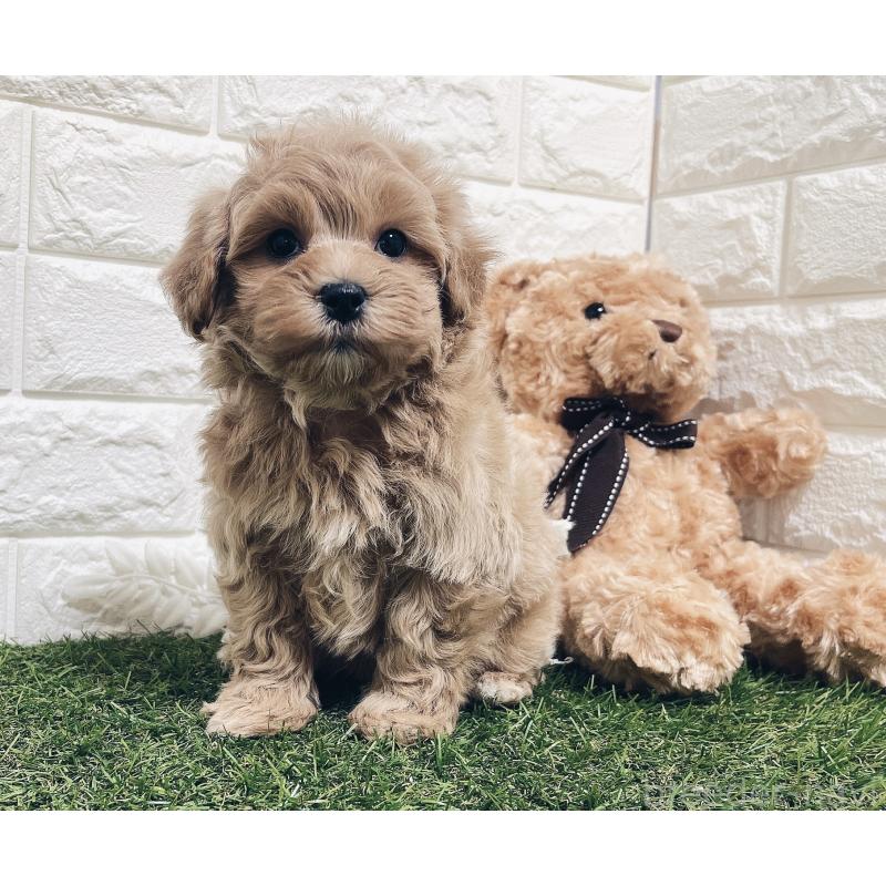 販売中の福岡県のマルプー:マルチーズ×トイプードル-416589の4枚目