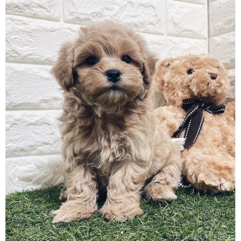 販売中の福岡県のマルプー:マルチーズ×トイプードル-416589の3枚目