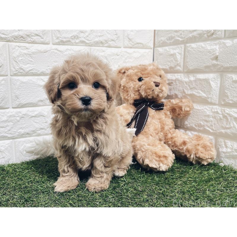 販売中の福岡県のマルプー:マルチーズ×トイプードル-416589の2枚目