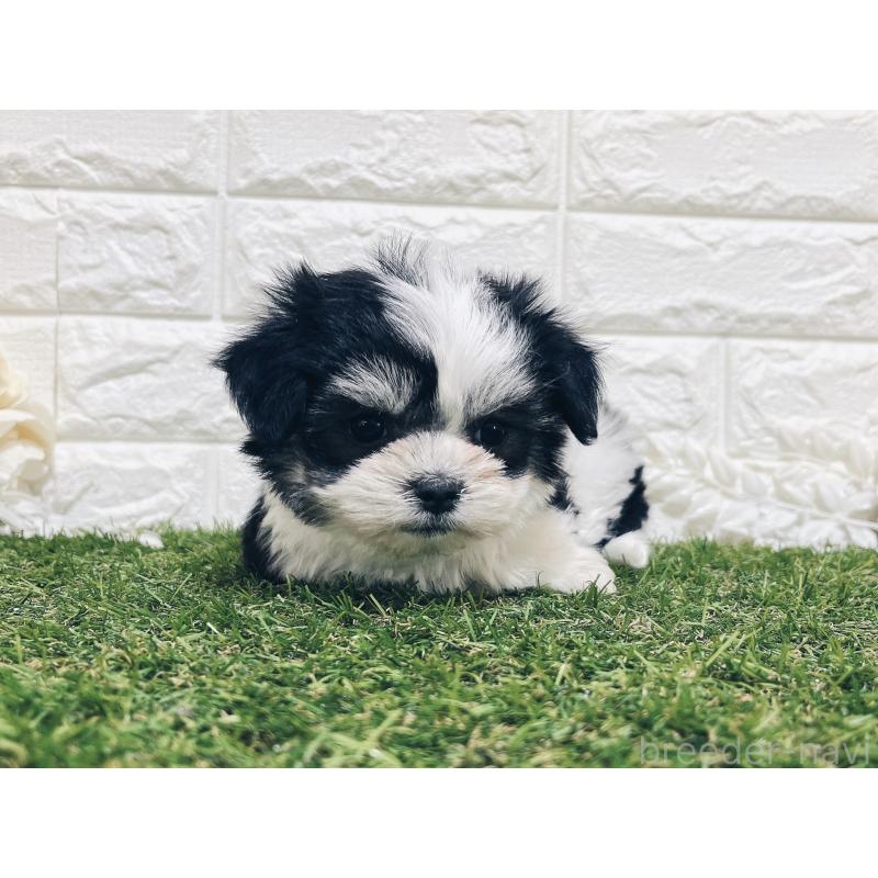 成約済の福岡県のチワマル:チワワ×マルチーズ-414967の28枚目