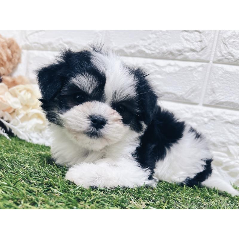 成約済の福岡県のチワマル:チワワ×マルチーズ-414967の26枚目