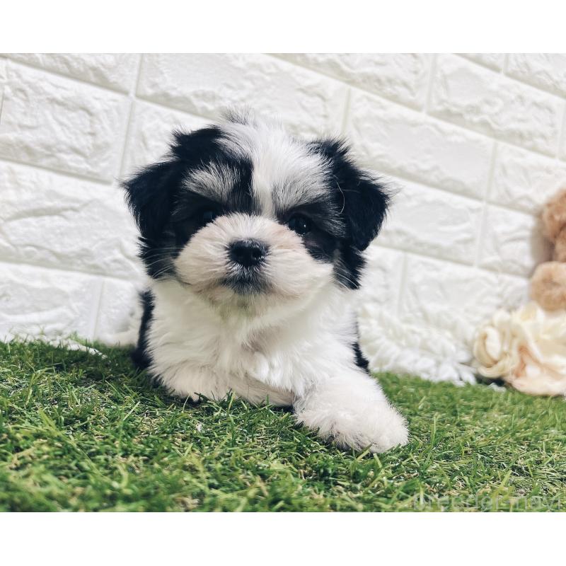 成約済の福岡県のチワマル:チワワ×マルチーズ-414967の25枚目