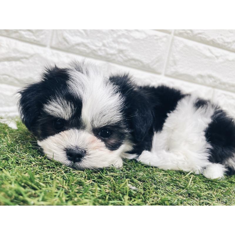 成約済の福岡県のチワマル:チワワ×マルチーズ-414967の24枚目