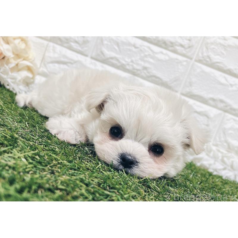 販売中の福岡県のチワマル:チワワ×マルチーズ-414966